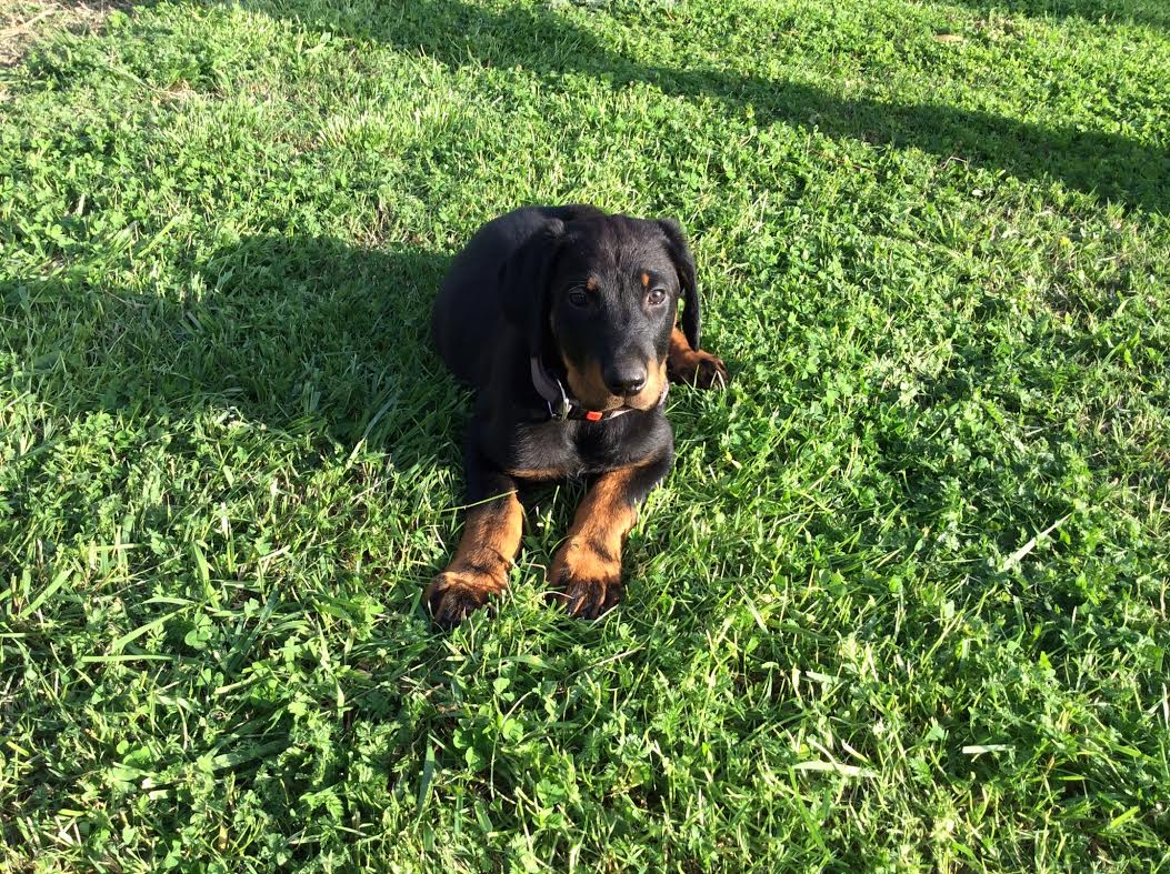 domainedelalicorne.fr chiot beauceron qualité sérieux et suivi